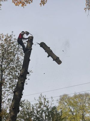 A climber mid-cut high in a large tree, with a cut log section falling away
