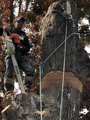 A climber cutting into a large trunk with a chainsaw, roped in for safety