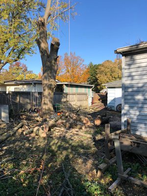 A completed tree removal with cut logs stacked in a residential backyard